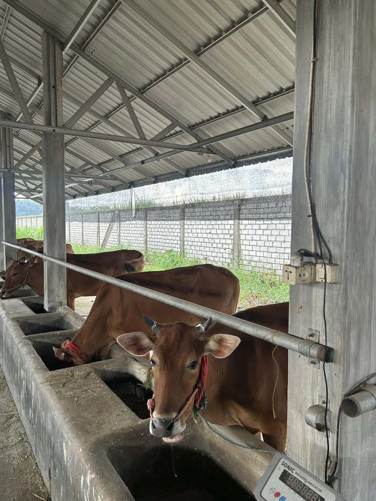 Kandang Sapi Pak Haryadi: Solusi Ternak yang Menghargai Kepercayaan Anda